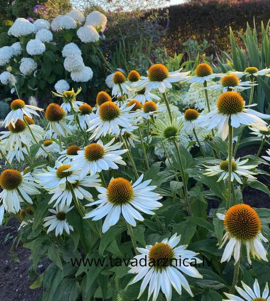 Ehinācija 'Primadonna White' 20 sēklas